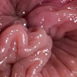 Free Anal Masturbation Orgasm Porn Videos