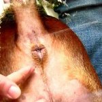 How to express squeeze dogs anal glands : Fortitude Valley Vet