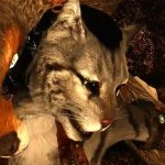 Khajiiti Teen Becomes Imprisoned Werewolfs Fuck Toy